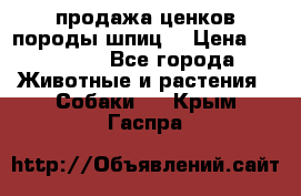 продажа ценков породы шпиц  › Цена ­ 35 000 - Все города Животные и растения » Собаки   . Крым,Гаспра